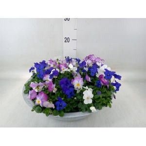 Viola corn.   ...mix