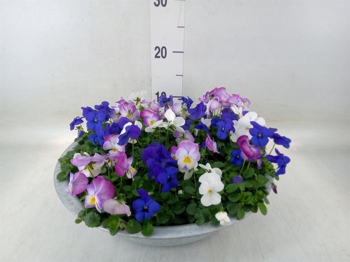 <h4>Viola corn.   ...mix</h4>