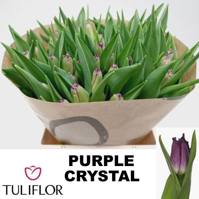 <h4>TU FR PURPLE CRYSTAL</h4>