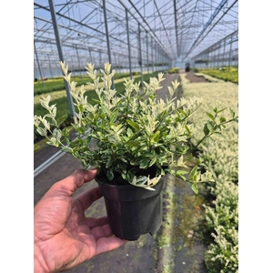 Euonymus fortunei 'Harlequin'