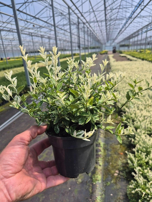 <h4>Euonymus fortunei 'Harlequin'</h4>