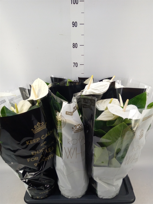 <h4>Anthurium andr. 'Alaska'</h4>