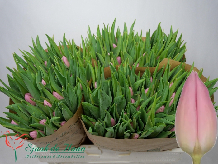 <h4>TU EN AAFKE</h4>