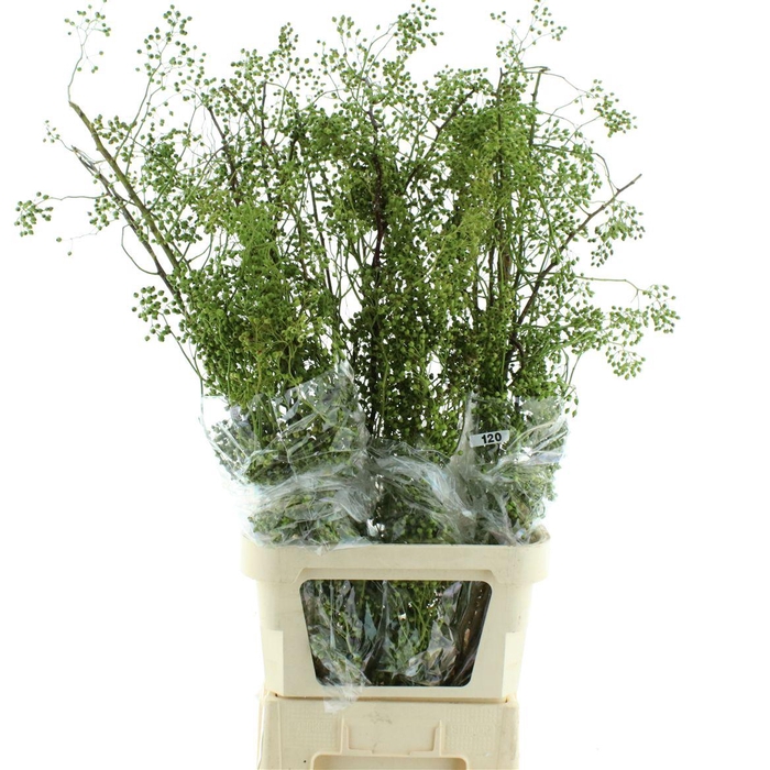 <h4>Rosa Corallo Green</h4>