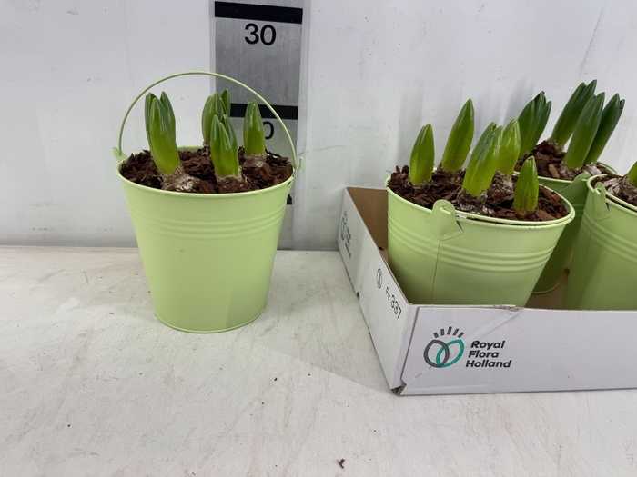 <h4>ARR HYACINTH</h4>