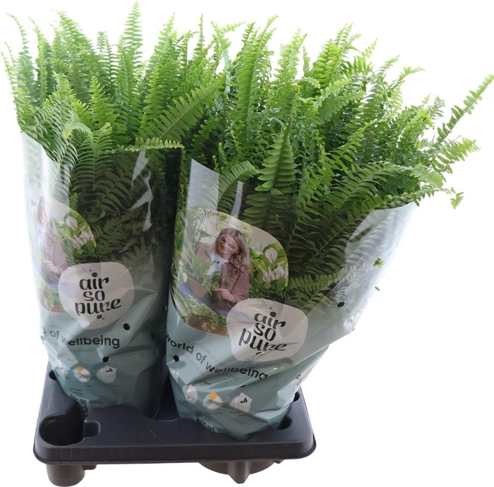 <h4>Nephrolepis Green Lady</h4>