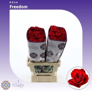 Rosa gr Freedom