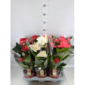 Anthurium   ...mix 4