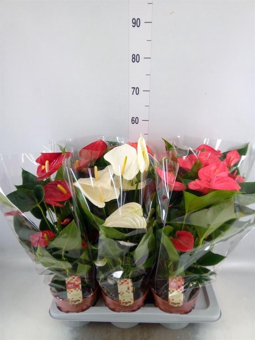 <h4>Anthurium   ...mix 4</h4>