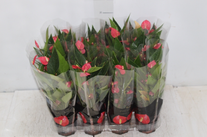 <h4>ANTHURIUM MINI MILLION FLOWERS P09</h4>