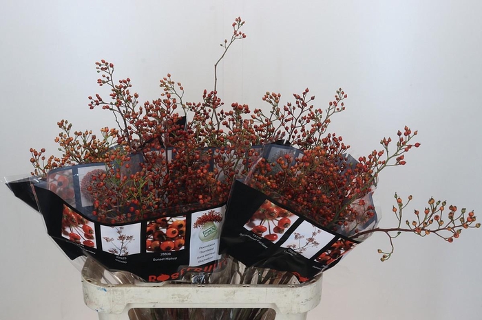 <h4>ROSA OUVERTURE</h4>