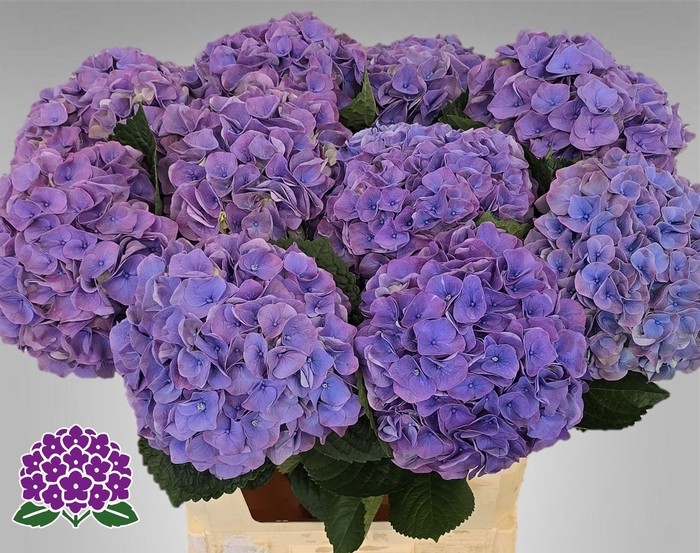 <h4>HYDR M MY RIVIERA</h4>