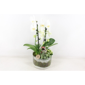 arr2 PL - Glas cilinder phal. wit Kerst