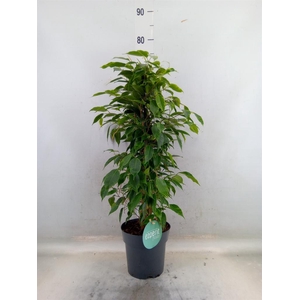 Ficus benja. 'Anastasia'