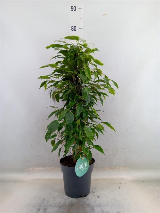 <h4>Ficus benja. 'Anastasia'</h4>