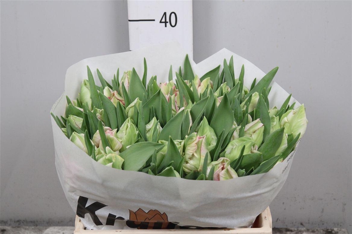 <h4>Tu Pa Zambesi</h4>