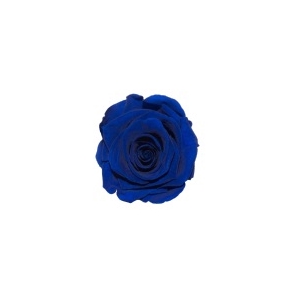 Rose Blue Classy pres.