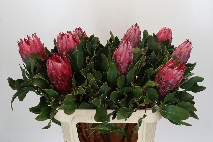 <h4>Protea Cynaroides Madiba</h4>