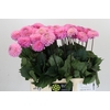 Dahlia Wizard of Oz