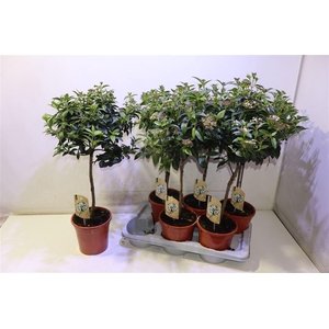 Vibu Tinus Eve Price