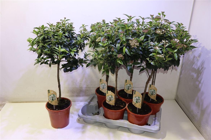 <h4>Vibu Tinus Eve Price</h4>