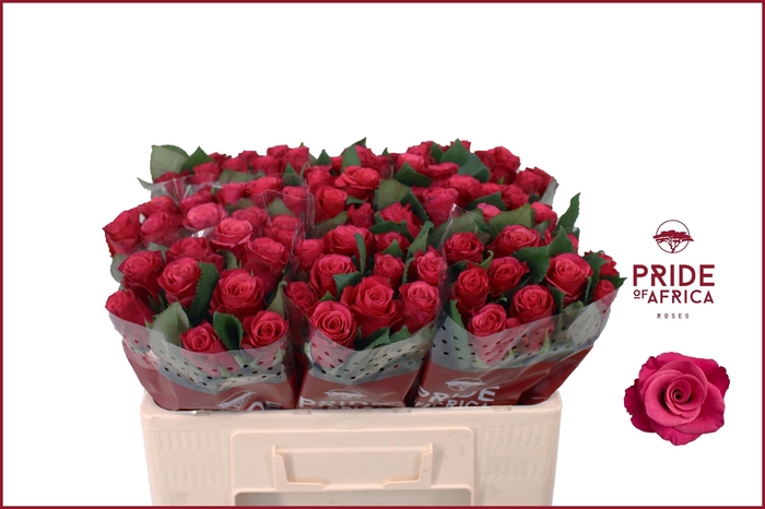 <h4>R GR TACAZZI+</h4>