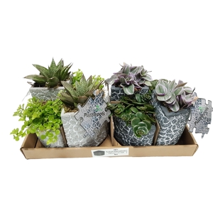 Arr.   Kamerplant Groen L%