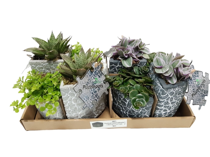 <h4>Arr.   Kamerplant Groen L%</h4>