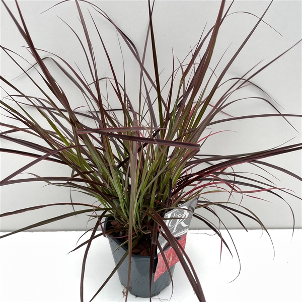 <h4>Graminées Pennisetum 'Fireworks'</h4>