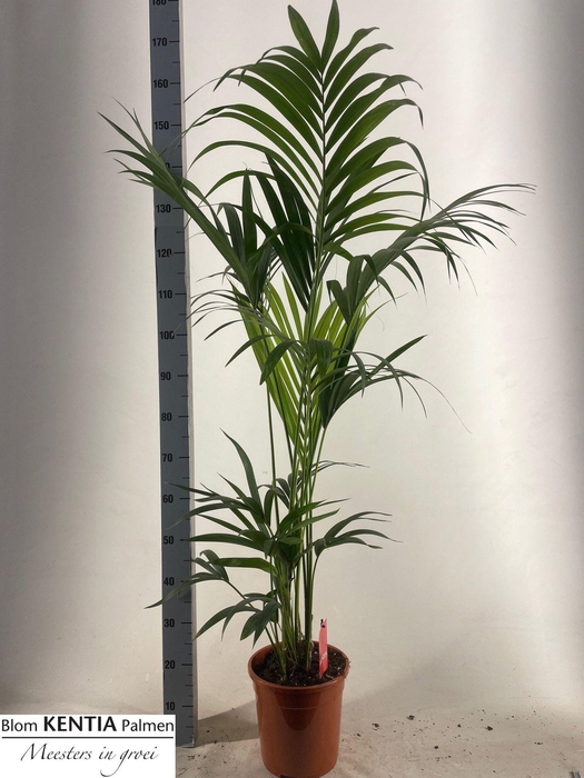 <h4>HOWEA FORSTERIANA</h4>