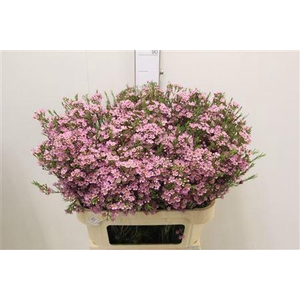 CHAMELAUCIUM UNCI. 'MICHAL'