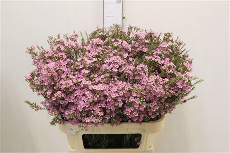 <h4>CHAMELAUCIUM UNCI. 'MICHAL'</h4>