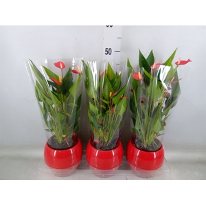 Anthurium andr. 'Mill Flowers Red'