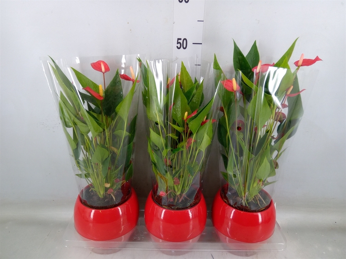 <h4>Anthurium andr. 'Mill Flowers Red'</h4>