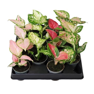 AGLAONEMA ARACEAE P6 MIX