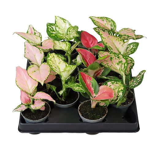 AGLAONEMA ARACEAE P6 MIX