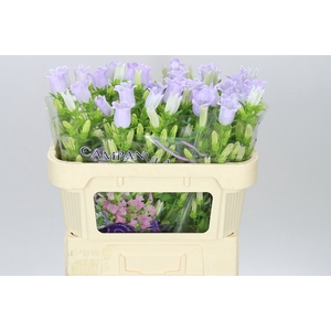 Campanula M Champ Lavender