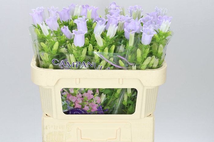 <h4>Campanula M Champ Lavender</h4>