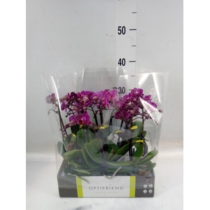 Phalaenopsis multi.   ...lilac