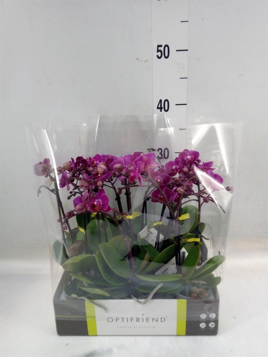 <h4>Phalaenopsis multi.   ...lilac</h4>