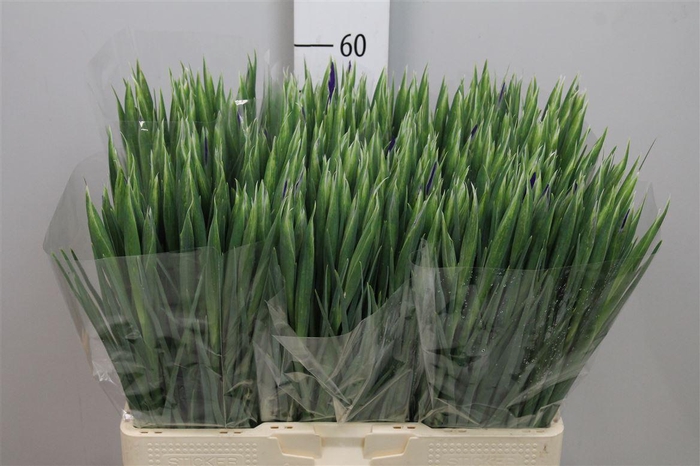 <h4>Iris Blue Magic</h4>