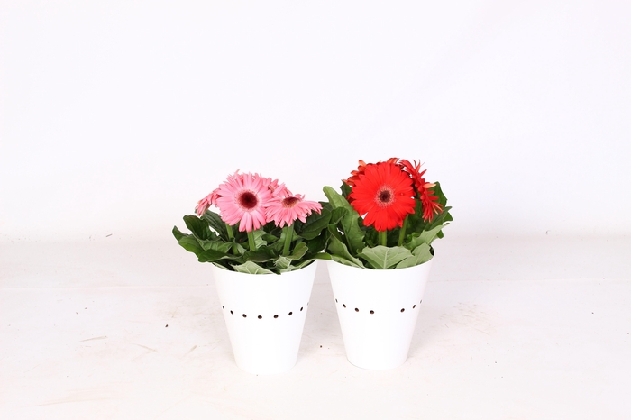 <h4>Gerbera 12cm 2+bl witte potcover enkel bloemig</h4>