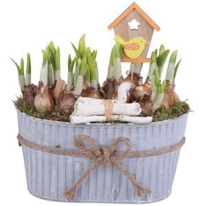Bulbs Arr. Narcis Zinc Pot with Rope Oval Ø25cm