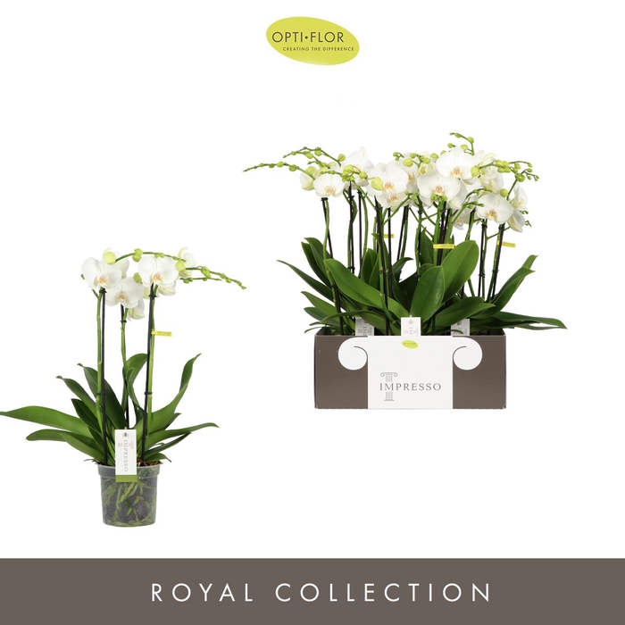 <h4>Phalaenopsis wit meer takken</h4>