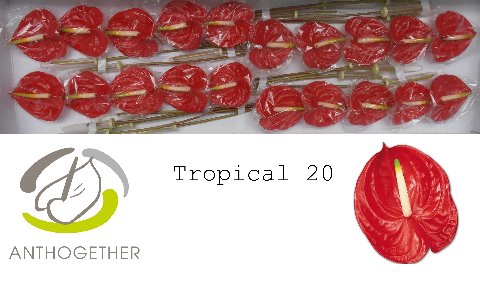 ANTH A TROPICAL 20