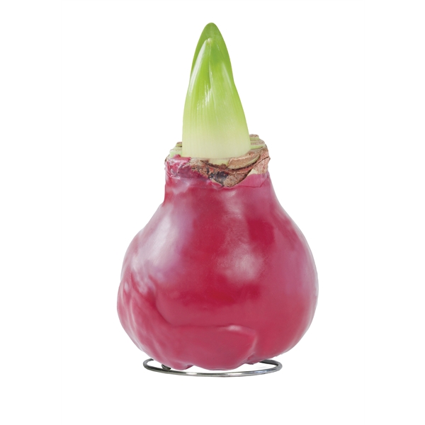 <h4>Amaryllis TOW Gloss Bordeaux 6x1, rode bloem, Tray 236</h4>