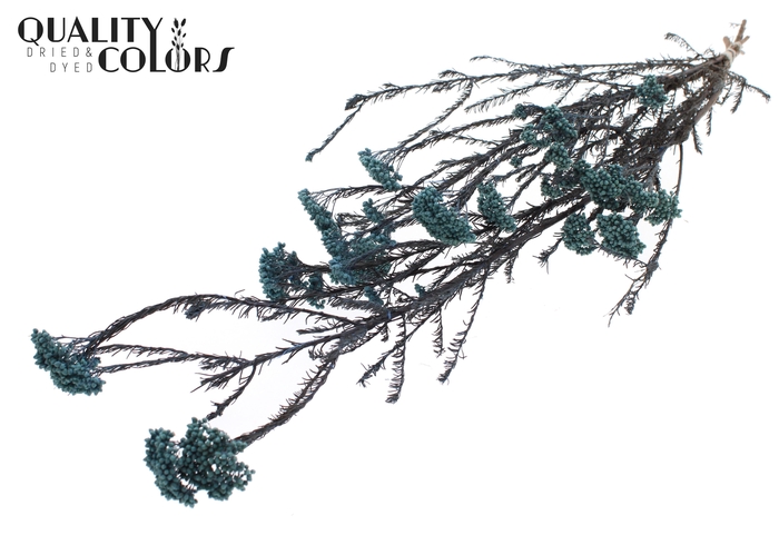 Rice Flower Preserved per bunch Light Blue
