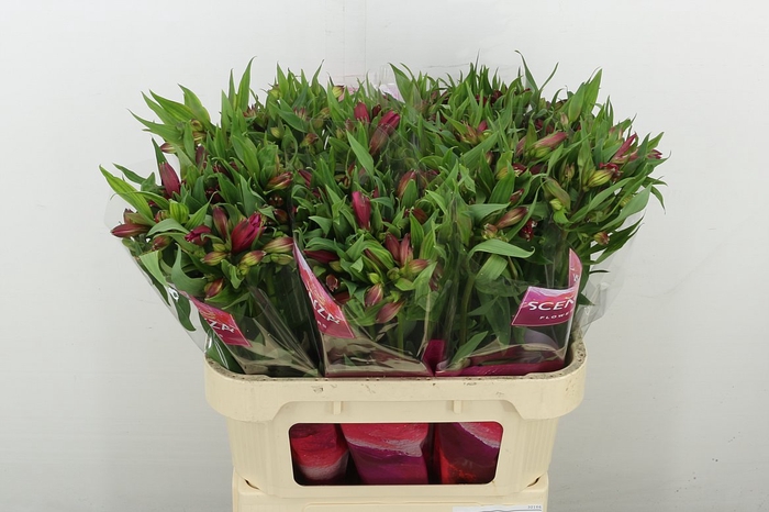 <h4>Alstr Intenz Da Pink</h4>