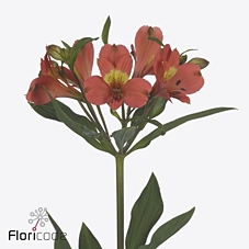 Alstroemeria vixen