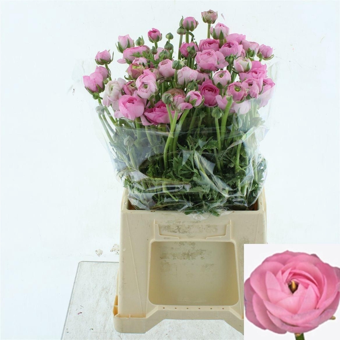 <h4>RAN EL PINK</h4>